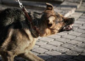 Kaufman & Stigger, PLLC | Dog Bite Lawyer in Kentucky - kentucky-angry-dog-bite