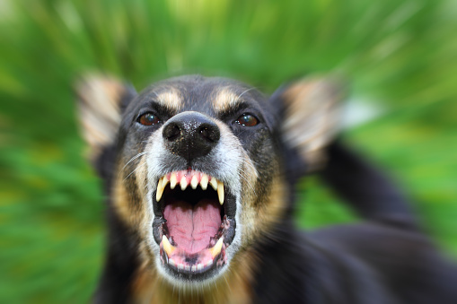 Kaufman & Stigger, PLLC | Kentucky Dog Bite Lawyer - Barking enraged shepherd dog outdoors. Blurred effect is made for reason.