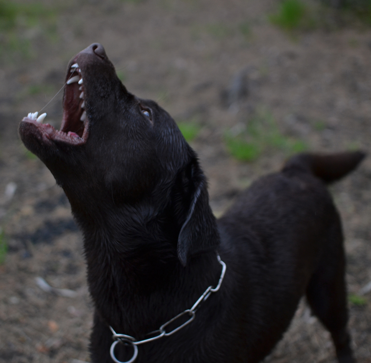 Kaufman & Stigger, PLLC | Three Injured After Attack By Two Dogs in East Jefferson County Kaufman & Stigger, PLLC | Three Injured After Attack By Two Dogs in East Jefferson County - angry-dog-with-white-fangs-barks-and-growls-do-2022-10-31-03-59-29-utc